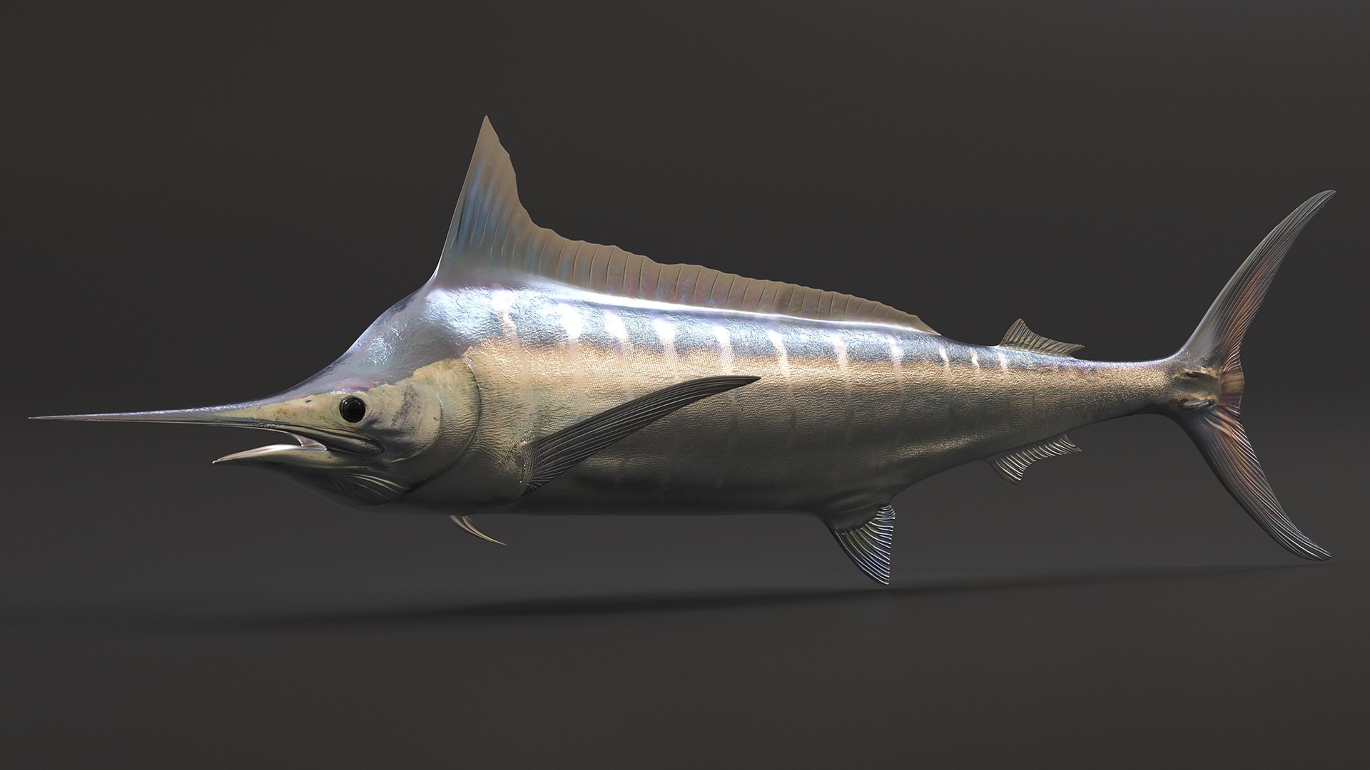 Striped Marlin Fish 3D Model - TurboSquid 1992149
