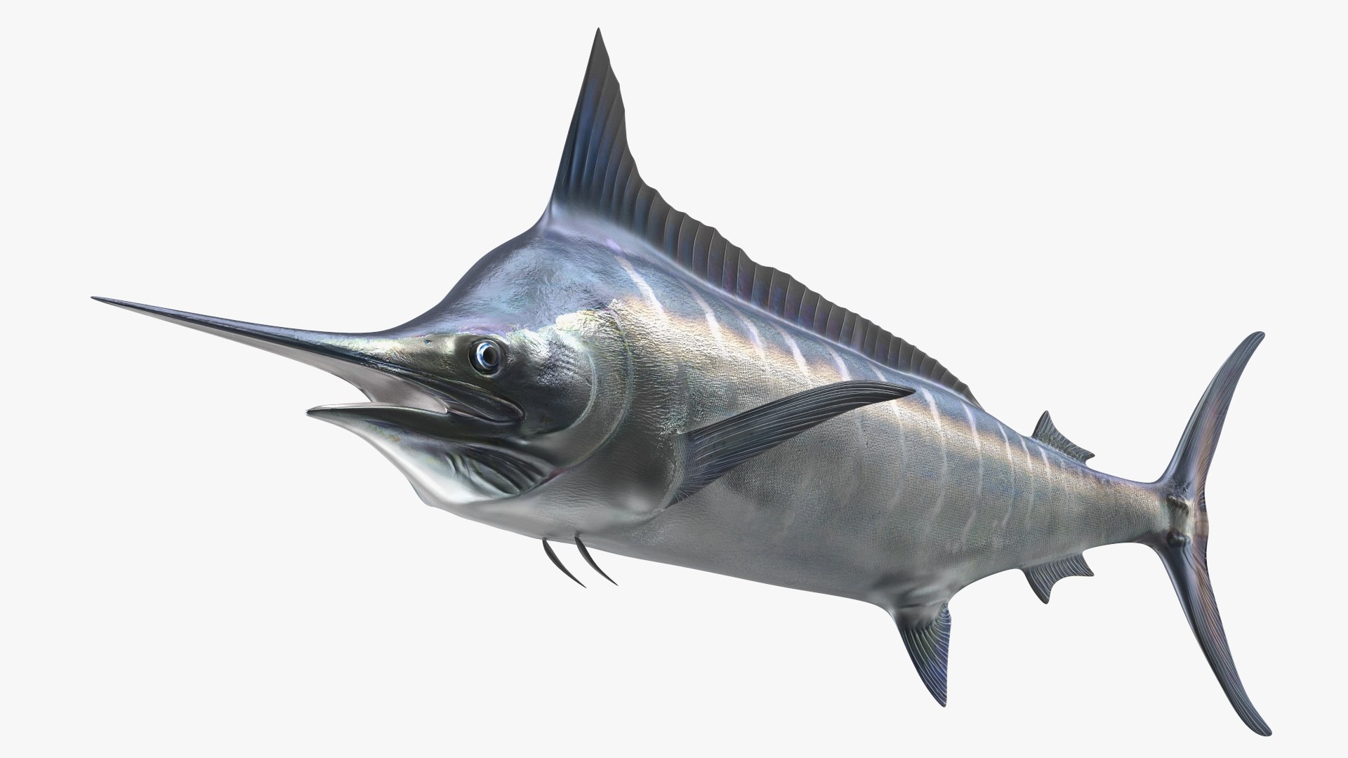 Striped Marlin Fish 3D model preview