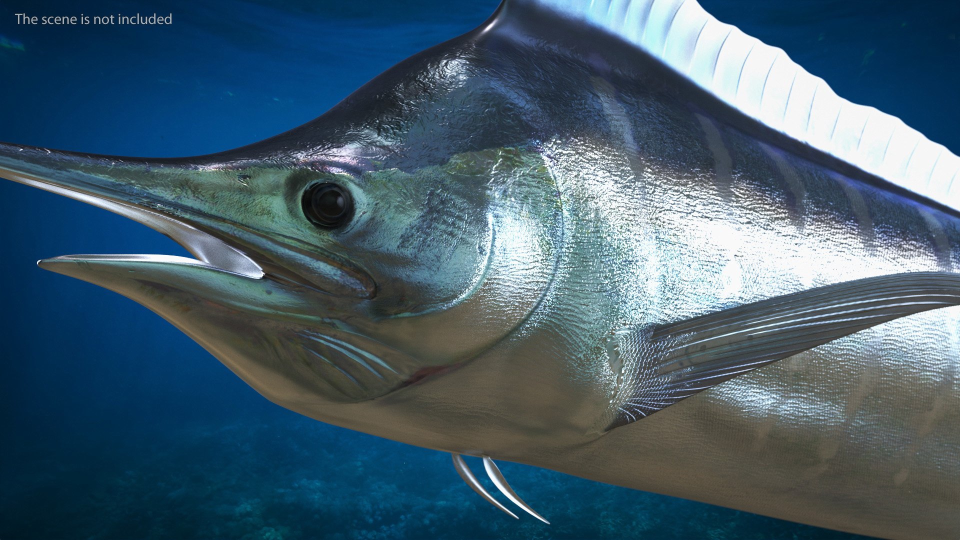 Striped Marlin Fish 3D Model - TurboSquid 1992149