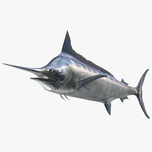 Striped Marlin Fish