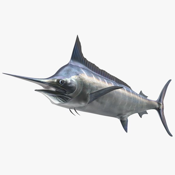 Striped Marlin Fish