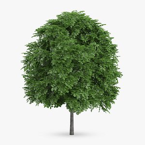 3d common whitebeam 5 5m model