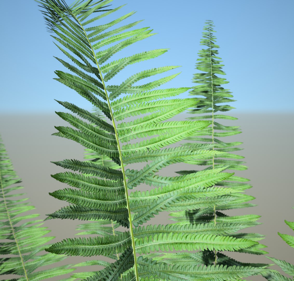 3D fern https://p.turbosquid.com/ts-thumb/au/Hv1Omk/HEzxZSgE/3/png/1591441967/1920x1080/fit_q87/3448e745c8110fd41298a7798719484c38d98436/3.jpg