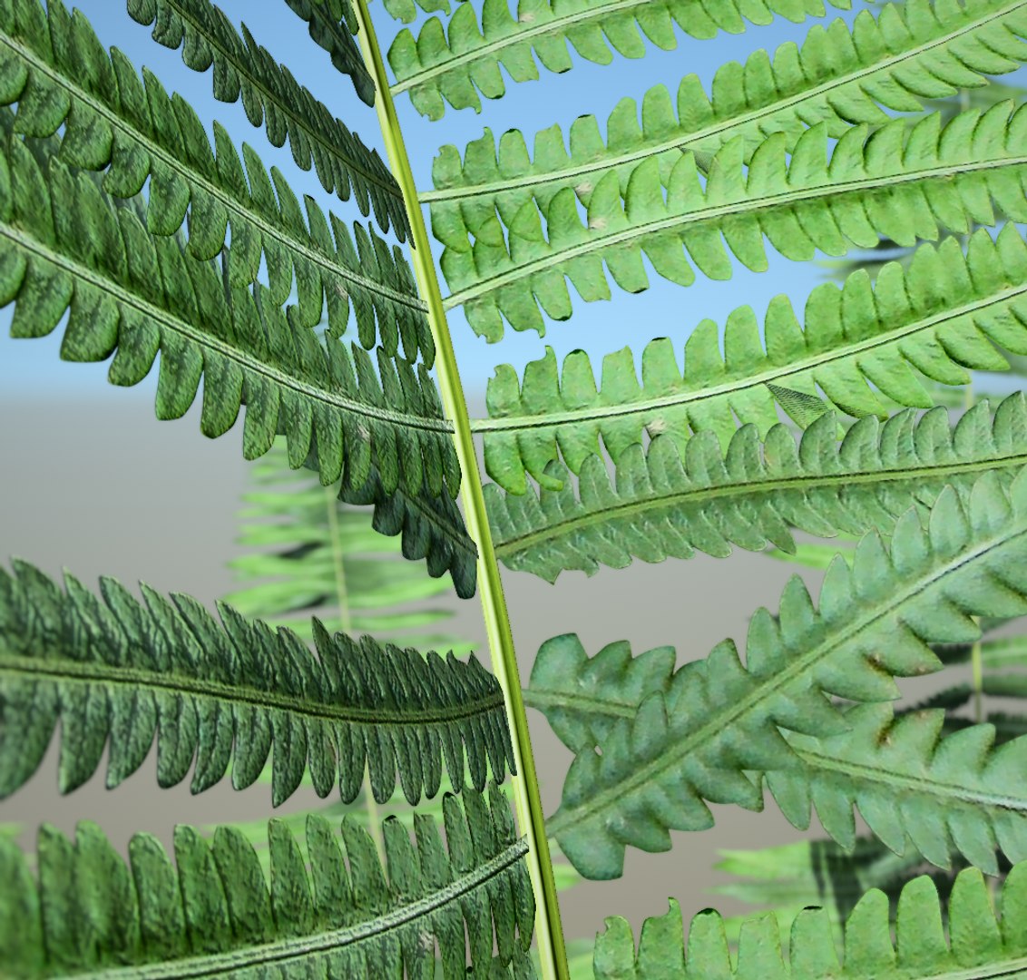 3D fern https://p.turbosquid.com/ts-thumb/au/Hv1Omk/LwULwUG0/4/png/1591441989/1920x1080/fit_q87/f4f404422fa0339e7931b5e39c29fd915380a575/4.jpg