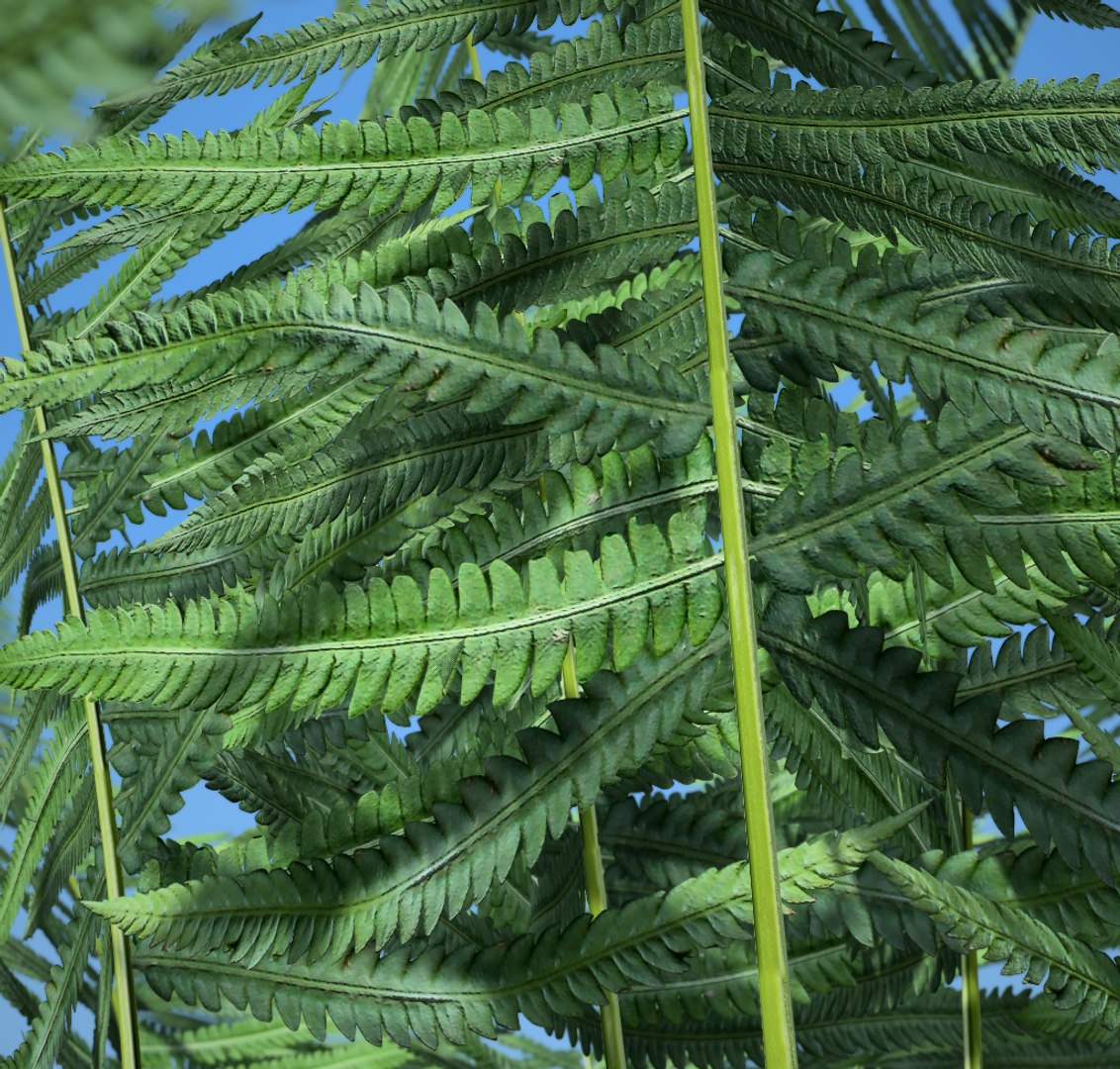 3D fern https://p.turbosquid.com/ts-thumb/au/Hv1Omk/y6YU7eat/5/png/1591442013/1920x1080/fit_q87/c63d79b7ba787e533561346ea8a9699fb0838fff/5.jpg