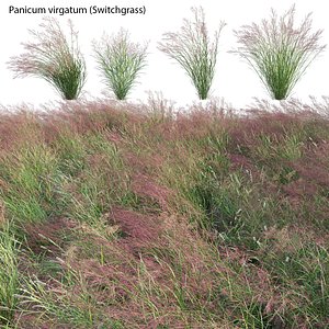 3D Panicum virgatum - Switchgrass