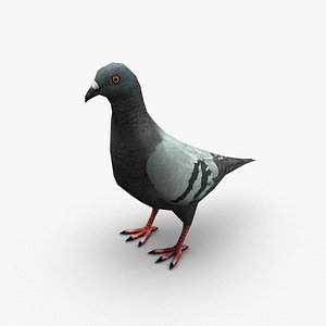 Pigeon