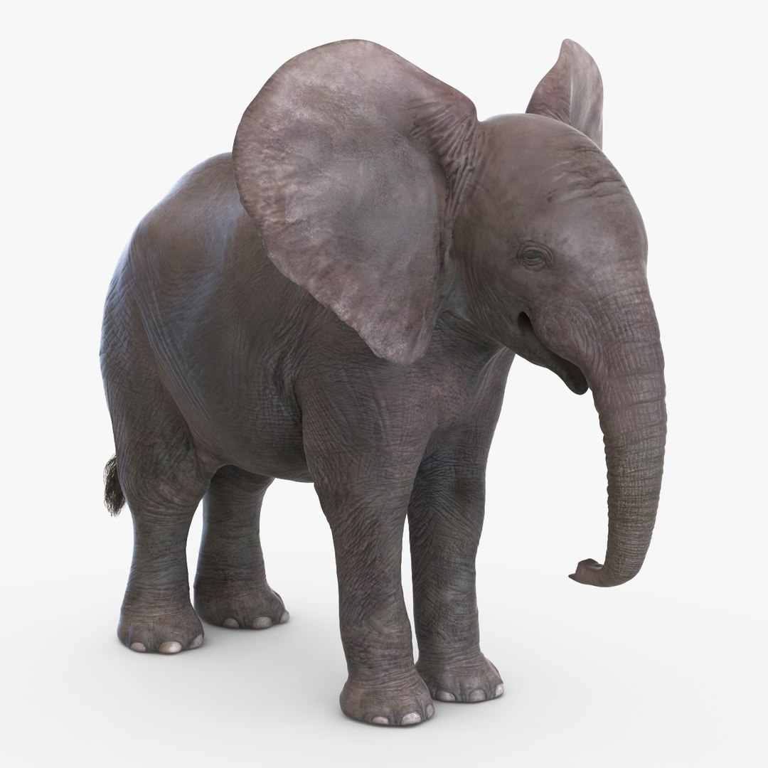 Baby Elephant Rigged 3D Model preview