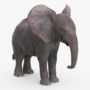 3d baby elephant rigged model