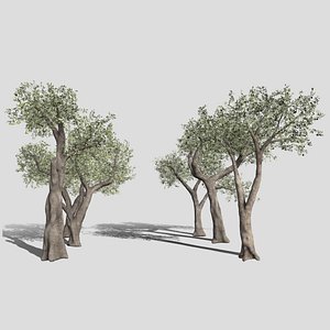 3D Six Olive trees