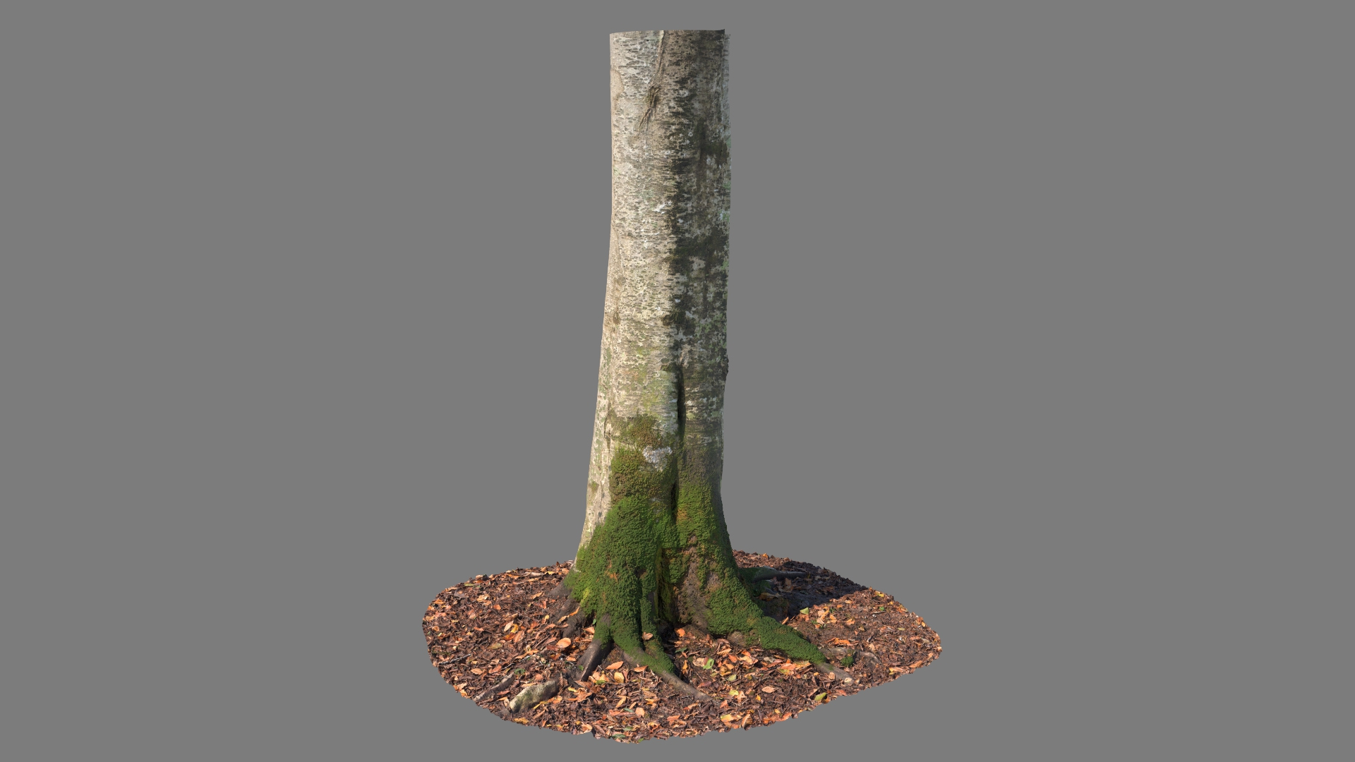 Scanned Forest Tree Trunk 01 3D - TurboSquid 2155922