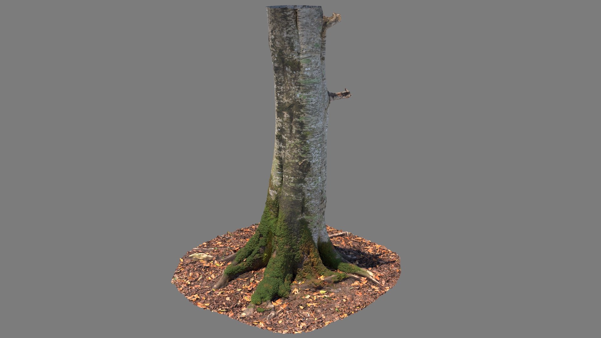 Scanned Forest Tree Trunk 01 3D - TurboSquid 2155922