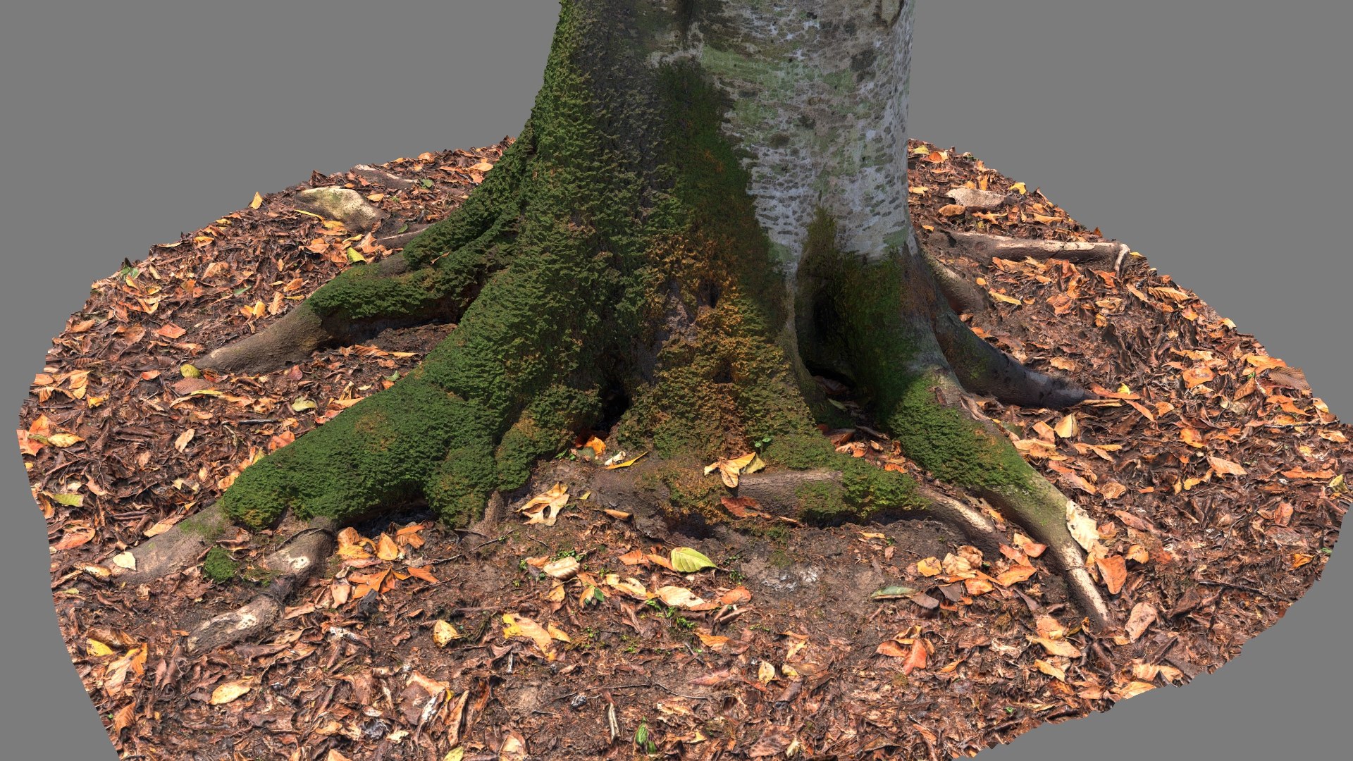 Scanned Forest Tree Trunk 01 3D - TurboSquid 2155922