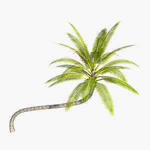 Coconut palm tree - horizontal