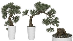 3D Indoor Plant 01