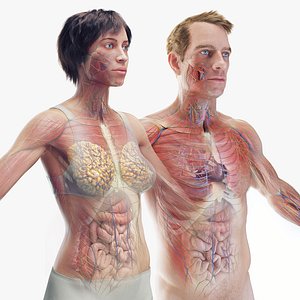 3D Complete Male and Female Anatomy Collection model
