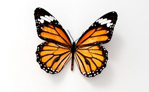 3d model butterfly engines vr