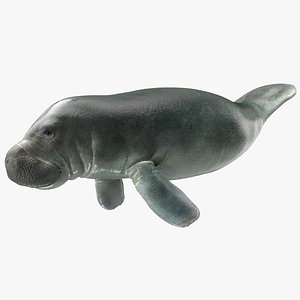 Manatee
