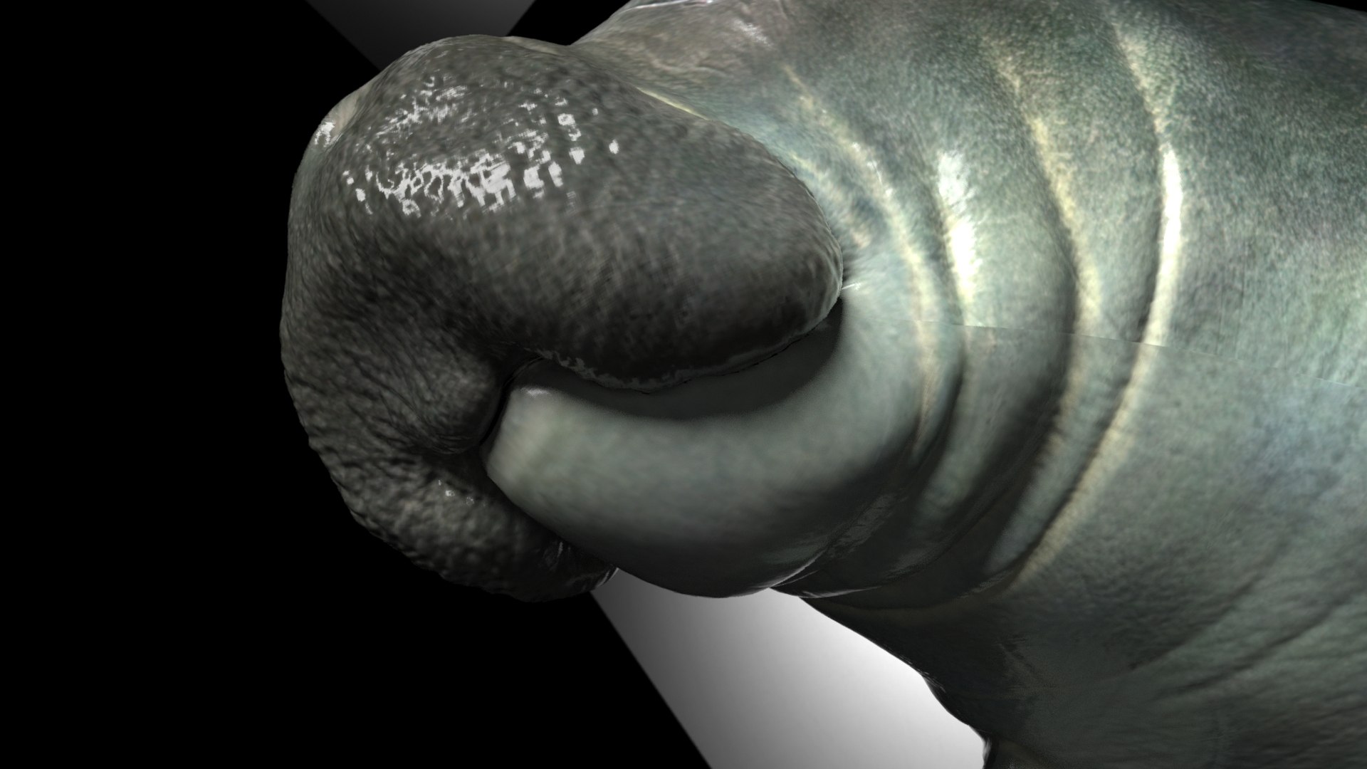 Manatee 3D Model - TurboSquid 1792698