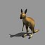 kangaroo obj