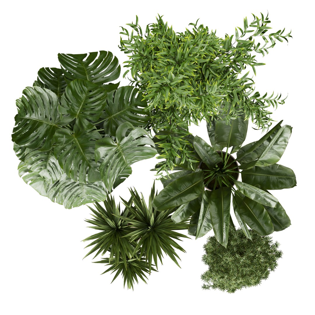 3D Collection plant vol 528 - banana - aspidistra  - palm - bush https://p.turbosquid.com/ts-thumb/av/HilePK/XZ/5/jpg/1695875795/1920x1080/fit_q87/4ec2290aabdcce116bab2eea1cb0c21b8f93cbe0/5.jpg