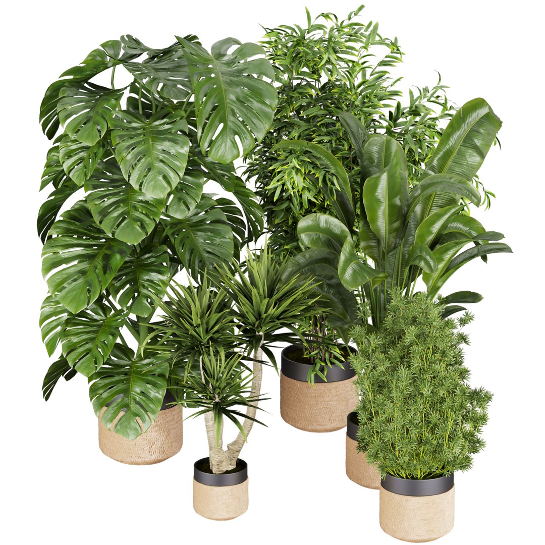 3D Collection plant vol 528 - banana - aspidistra  - palm - bush https://p.turbosquid.com/ts-thumb/av/HilePK/m8/4/jpg/1695875795/1920x1080/fit_q87/590c4d2effec98c7b0ab367b575c837ddbd9a241/4.jpg