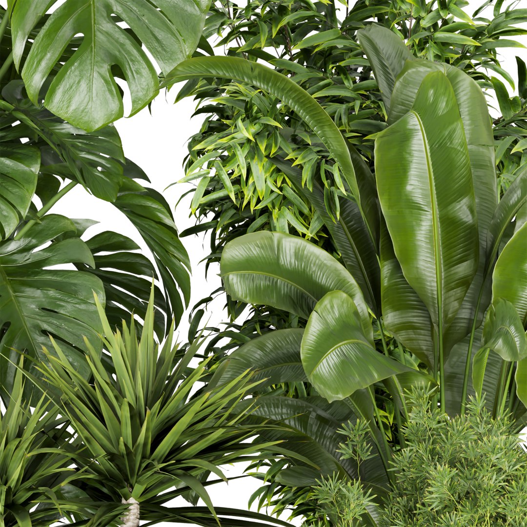 3D Collection plant vol 528 - banana - aspidistra  - palm - bush https://p.turbosquid.com/ts-thumb/av/HilePK/nm/3/jpg/1695875795/1920x1080/fit_q87/326758a036fe66a33246bb557677e3e8df4e6846/3.jpg