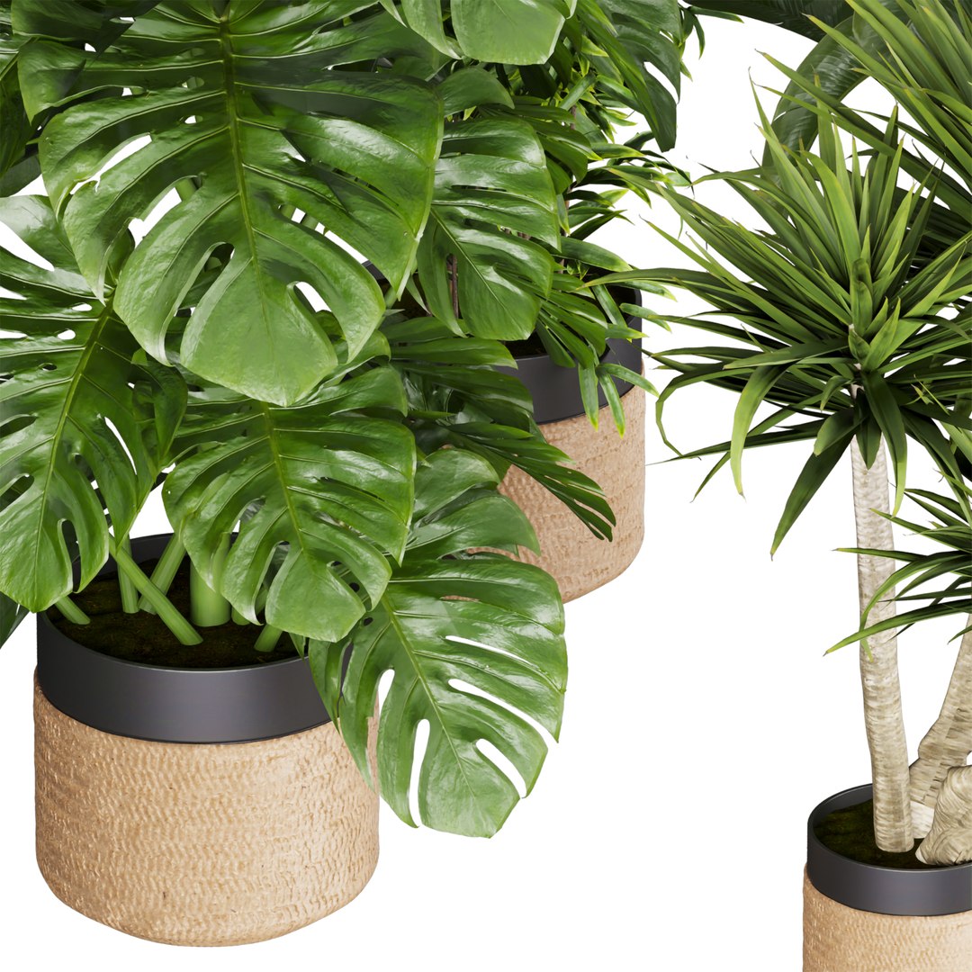 3D Collection plant vol 528 - banana - aspidistra  - palm - bush https://p.turbosquid.com/ts-thumb/av/HilePK/qT/2/jpg/1695875794/1920x1080/fit_q87/a89667855c9250ad03b6904df624349a8f971042/2.jpg