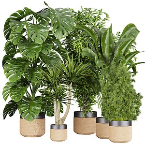 3D Collection plant vol 528 - banana - aspidistra  - palm - bush