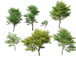 3D HighpolyLow Poly Pterocarpus macrocarpus - Burma Padauk model