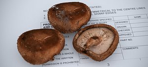 3D SHITAKE MUSHROOM 2024 model