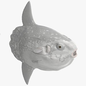 3D Mola Mola Ocean Sunfish Rigged for Cinema 4D model