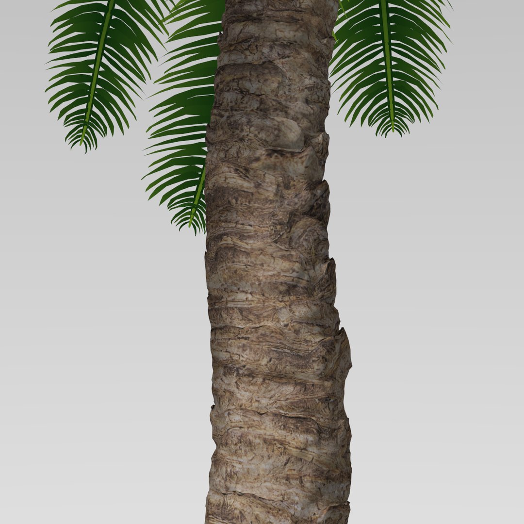 3d palm tree https://p.turbosquid.com/ts-thumb/av/dpdgQN/byub7QBR/thumbnail4/png/1328244686/1920x1080/fit_q87/099d1fdd450e458ec7a28d2c07c7f42bb266c235/thumbnail4.jpg