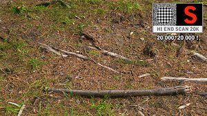 Forest litter ground 20K scan HD