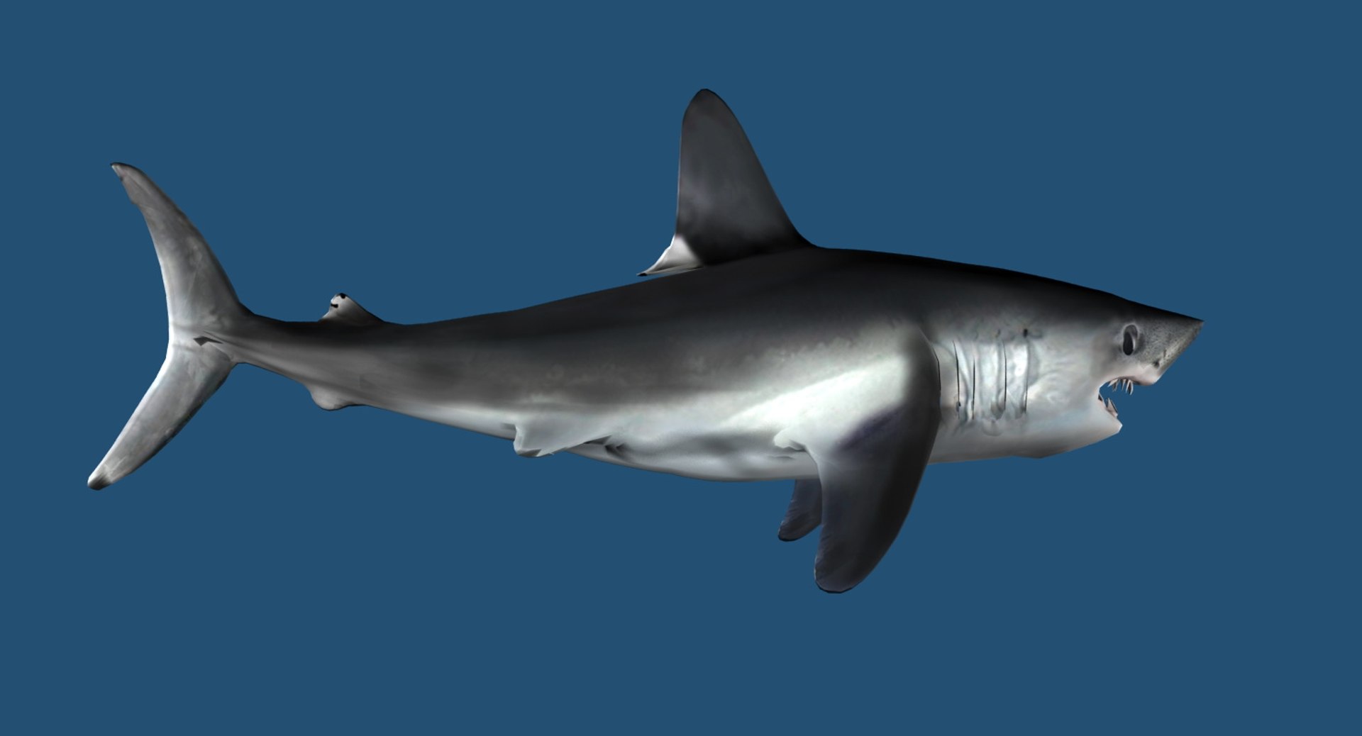 3D Lamna Shark Model - TurboSquid 1612587