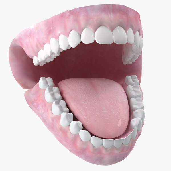 modelo 3d Dientes boca lengua mandibula - TurboSquid 1027631