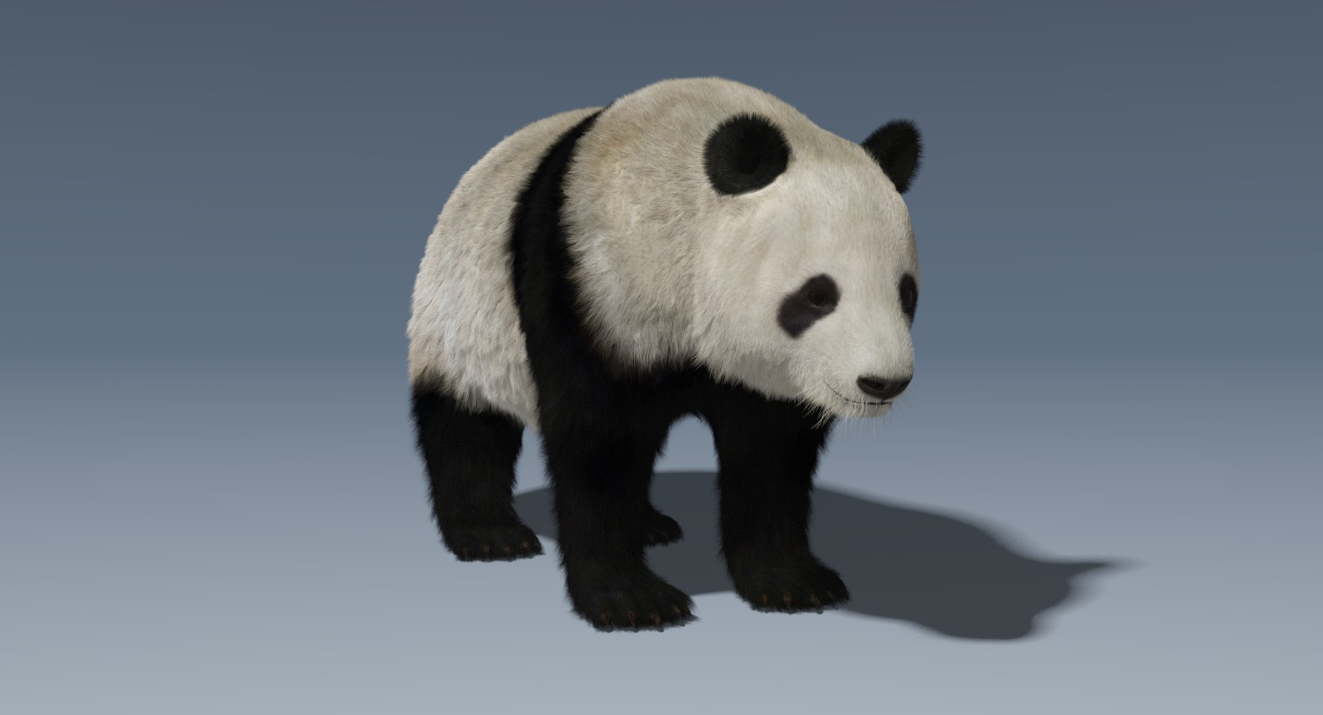 giant panda fur 3D model https://p.turbosquid.com/ts-thumb/aw/NImy10/3eumjCq7/giantpandafur5/png/1497341419/1920x1080/fit_q87/c7fa37fa5ca68ee442a656a1c5d3d676c409a62d/giantpandafur5.jpg