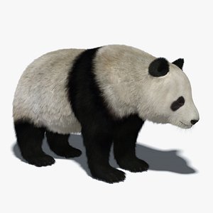 giant panda fur 3D model