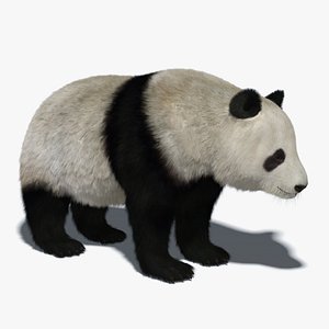 Giant Panda Fur