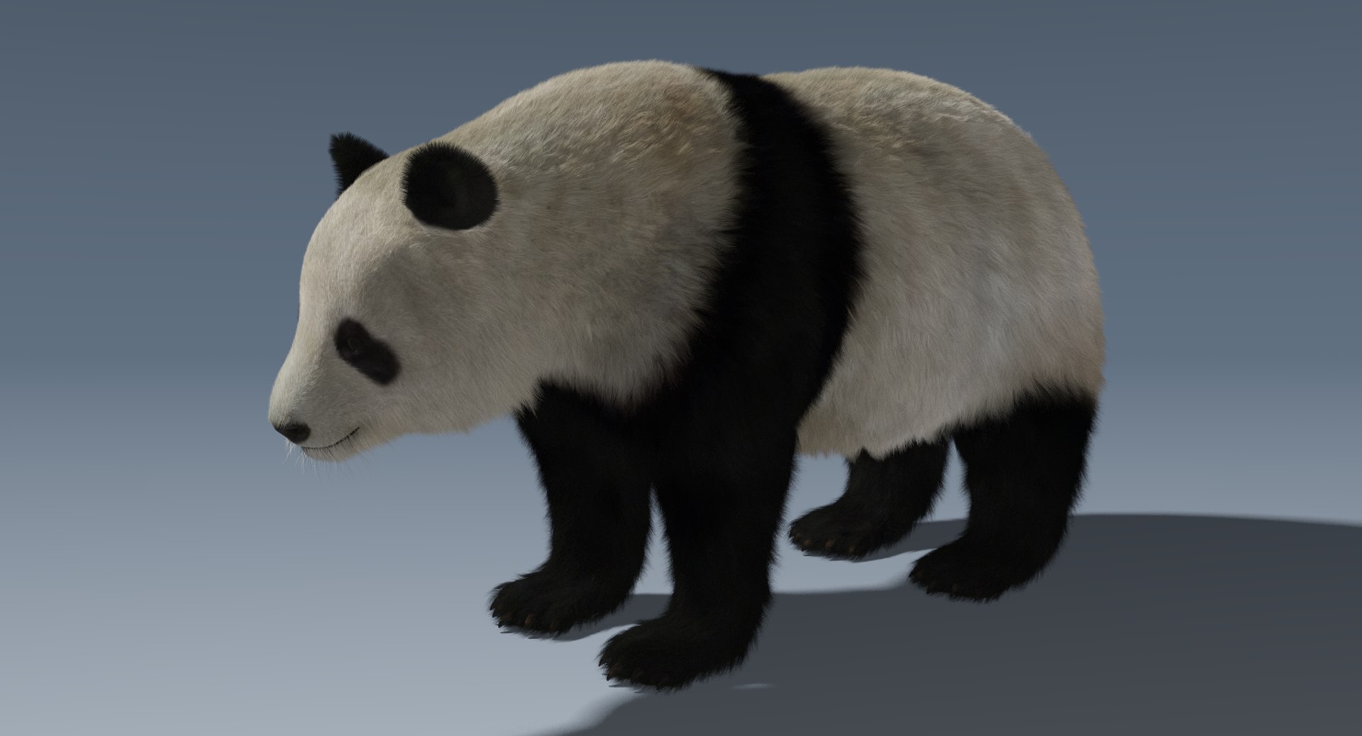 giant panda fur 3D model https://p.turbosquid.com/ts-thumb/aw/NImy10/nqifK1B8/giantpandafur2/png/1497285198/1920x1080/fit_q87/0866c62354e1a0d4a51f4287d4ccf4fbec195d5f/giantpandafur2.jpg