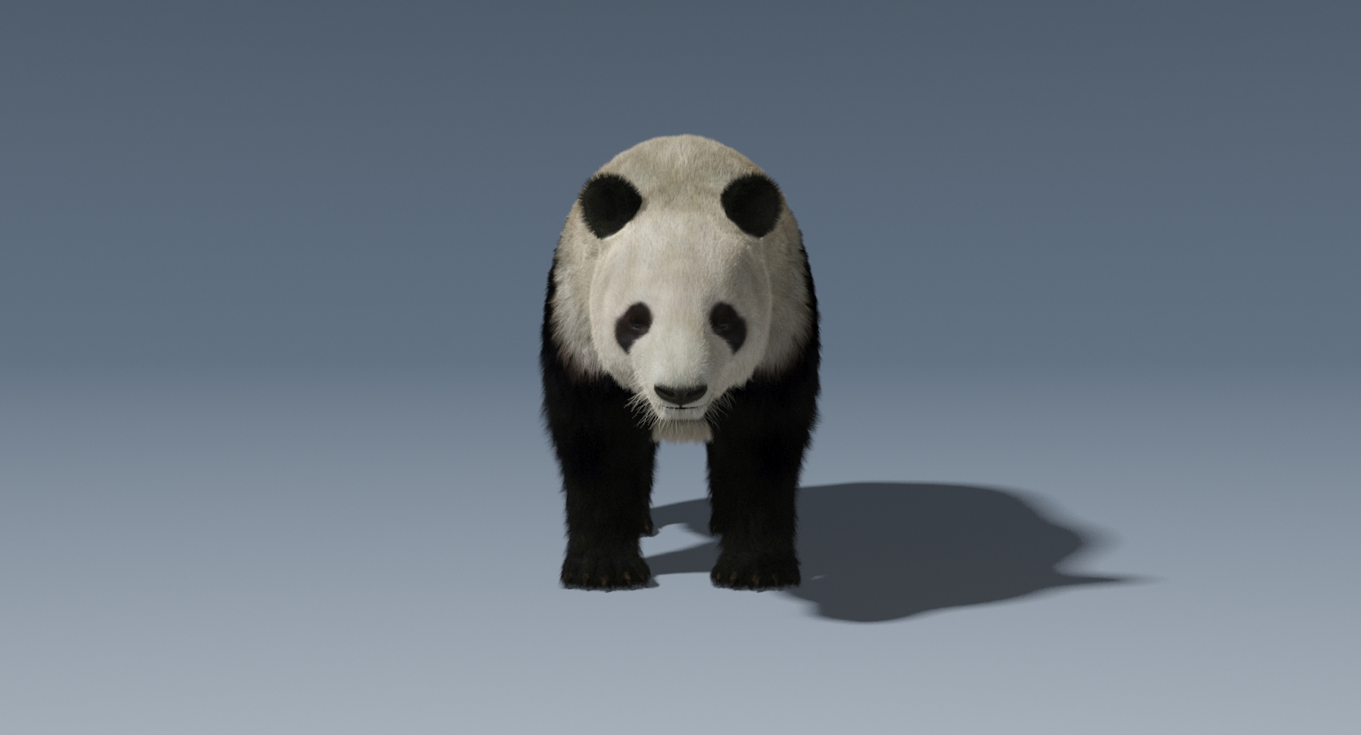 giant panda fur 3D model https://p.turbosquid.com/ts-thumb/aw/NImy10/vBTfbKQC/giantpanda/jpg/1497342402/1920x1080/turn_fit_q99/741e1fe8254cb1fa9c603f145a47fc8e47bdf81a/giantpanda-1.jpg