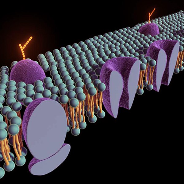 membrane proteins lipid 3d ma