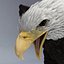 bald eagle pose 4 3d model