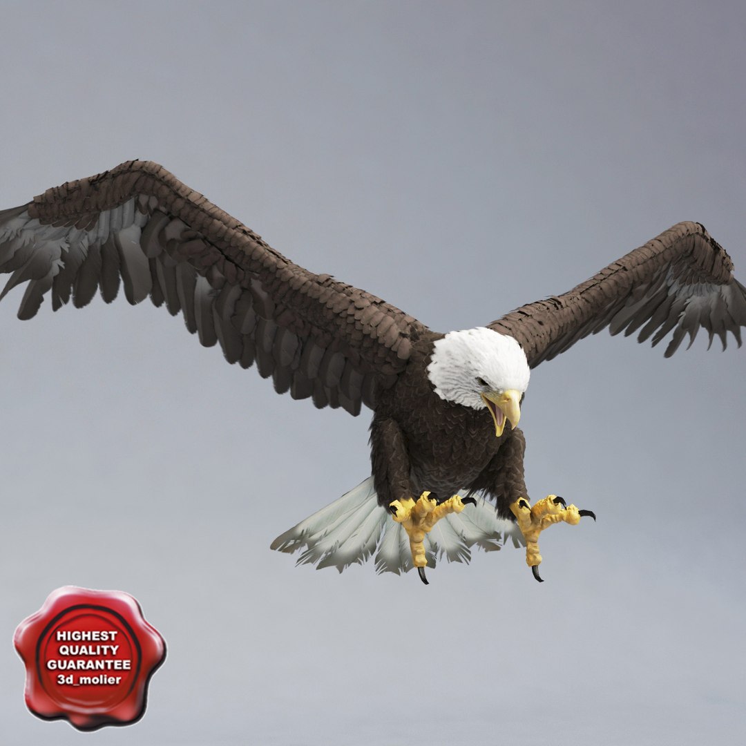 bald eagle pose 4 3d model https://p.turbosquid.com/ts-thumb/aw/c2m22q/swNaxQUo/bald_eagle_pose4_00/jpg/1305062799/1920x1080/fit_q87/a63eef5a9313d1ed31f6686646c15203426a43f2/bald_eagle_pose4_00.jpg