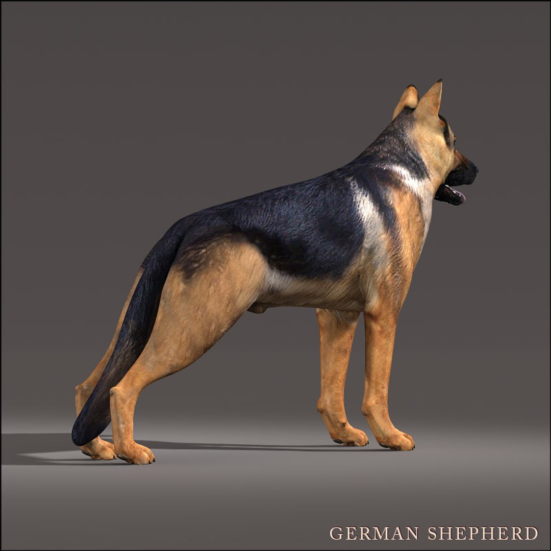 German Shepherd 3d Model