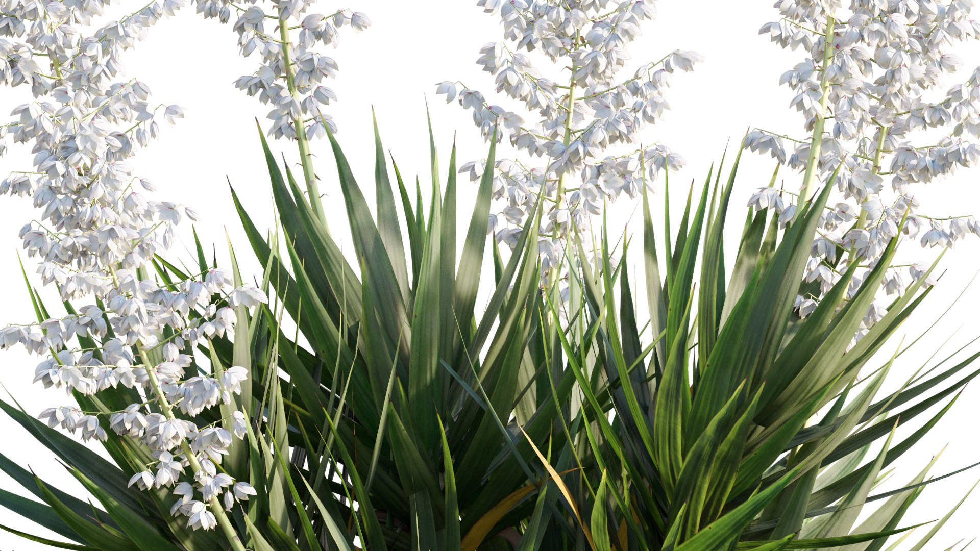 Yucca gloriosa 01 model https://p.turbosquid.com/ts-thumb/aw/q6eGy1/3U/3dtree_yucca_gloriosa_04_02/jpg/1630914362/1920x1080/fit_q87/5c5dce52251cd552a1f3d9c813cb7e9c6eec46f6/3dtree_yucca_gloriosa_04_02.jpg