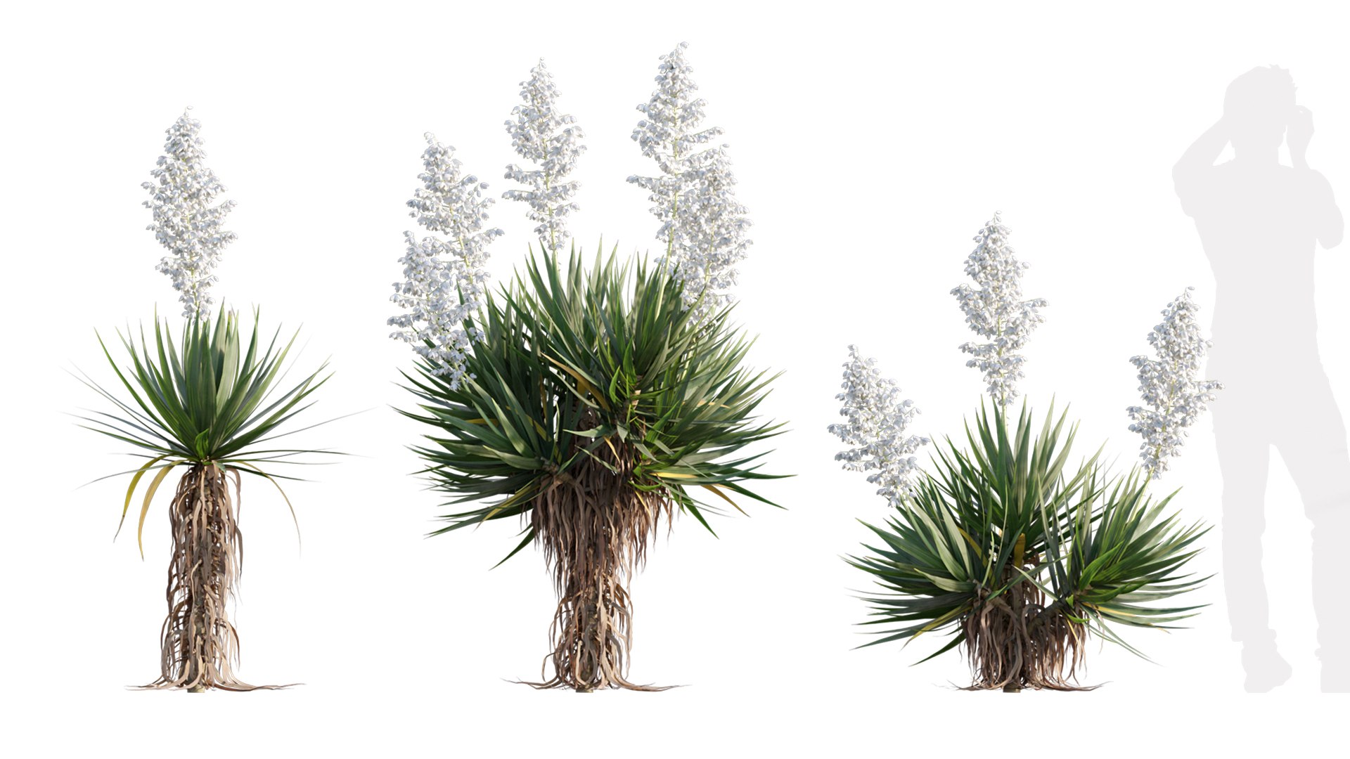 Yucca gloriosa 01 model https://p.turbosquid.com/ts-thumb/aw/q6eGy1/3s/3dtree_yucca_gloriosa_02_02/jpg/1630914370/1920x1080/fit_q87/ce209fa4ab0fb2bc2da55126949a2f0d2c1b75a8/3dtree_yucca_gloriosa_02_02.jpg