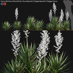 Yucca gloriosa 01