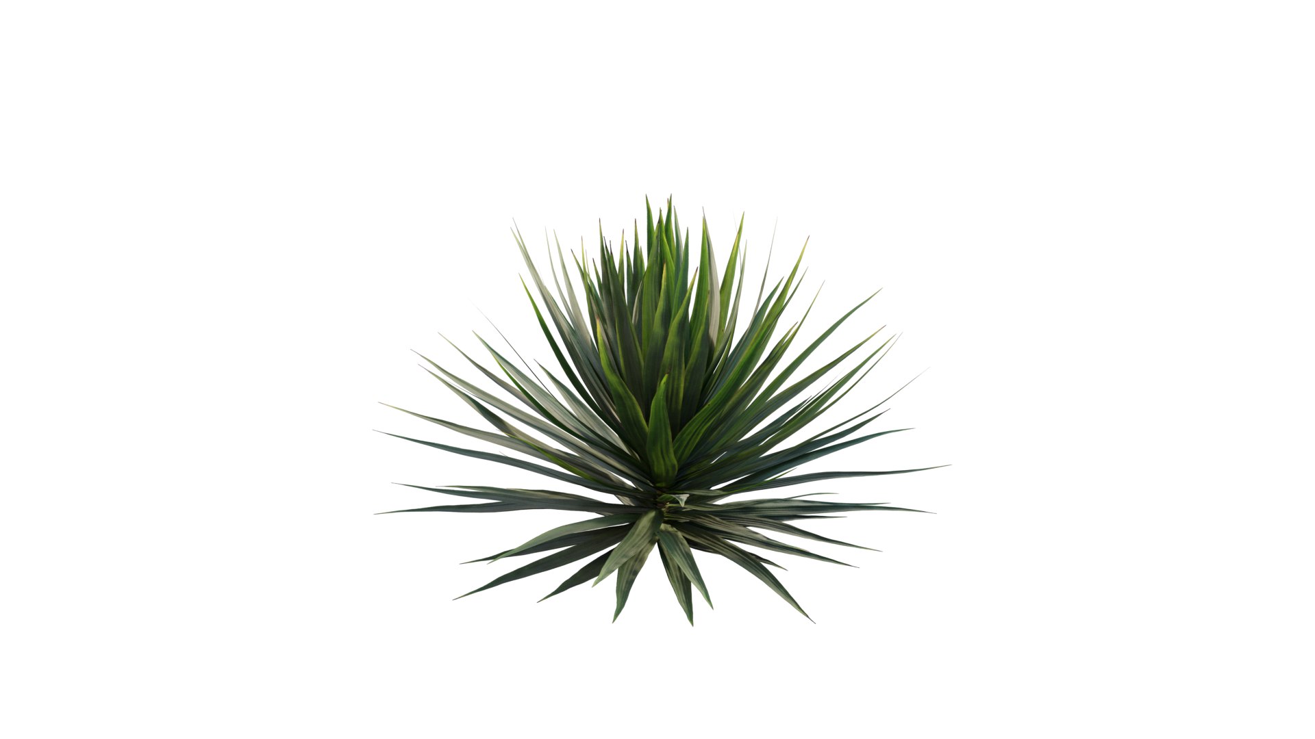 Yucca gloriosa 01 model https://p.turbosquid.com/ts-thumb/aw/q6eGy1/E1/3dtree_yucca_gloriosa_01.max/png/1630914351/1920x1080/fit_q87/84dd3dd682835015a1ba31ec34e5697bbdbcb7aa/3dtree_yucca_gloriosa_01.max.jpg