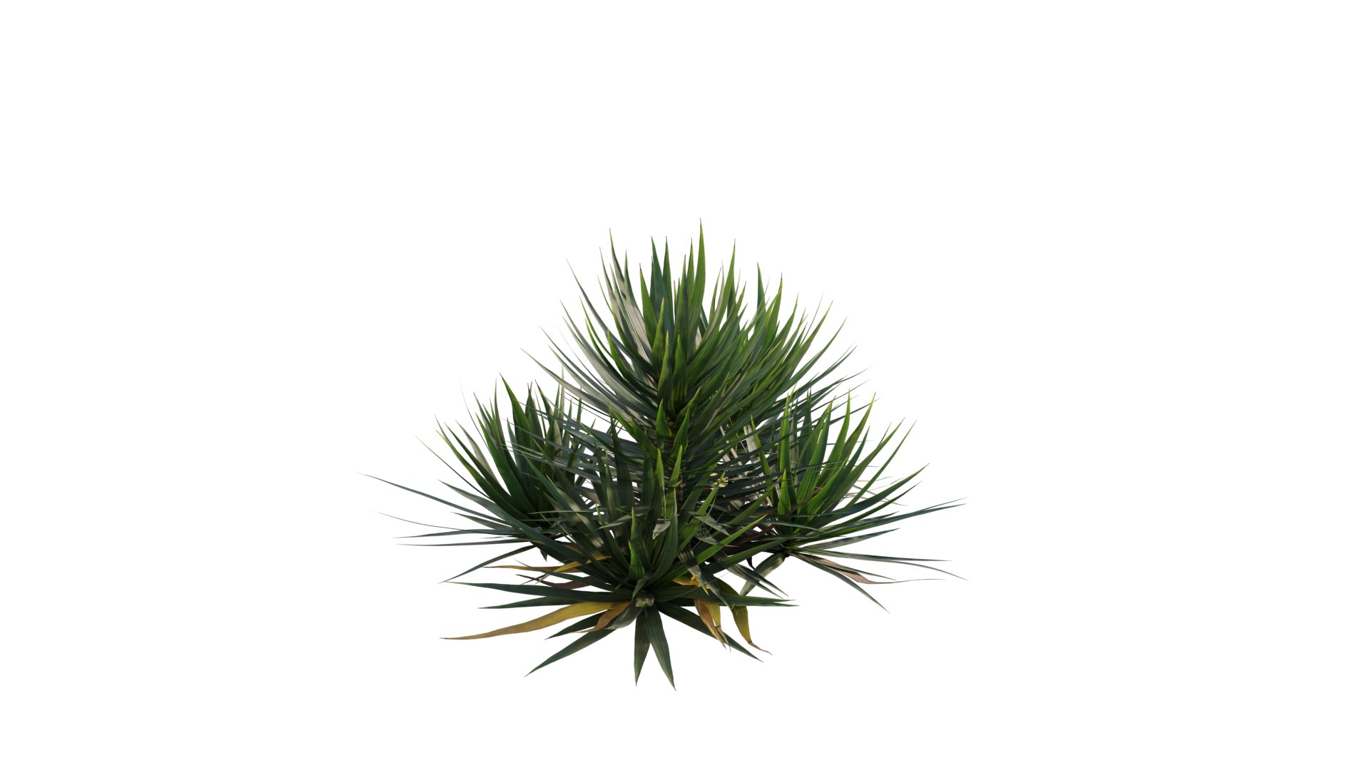 Yucca gloriosa 01 model https://p.turbosquid.com/ts-thumb/aw/q6eGy1/lQ/3dtree_yucca_gloriosa_03.max/png/1630914351/1920x1080/fit_q87/9923d749d96bf01bb3acd5f89843751b2d8306e8/3dtree_yucca_gloriosa_03.max.jpg